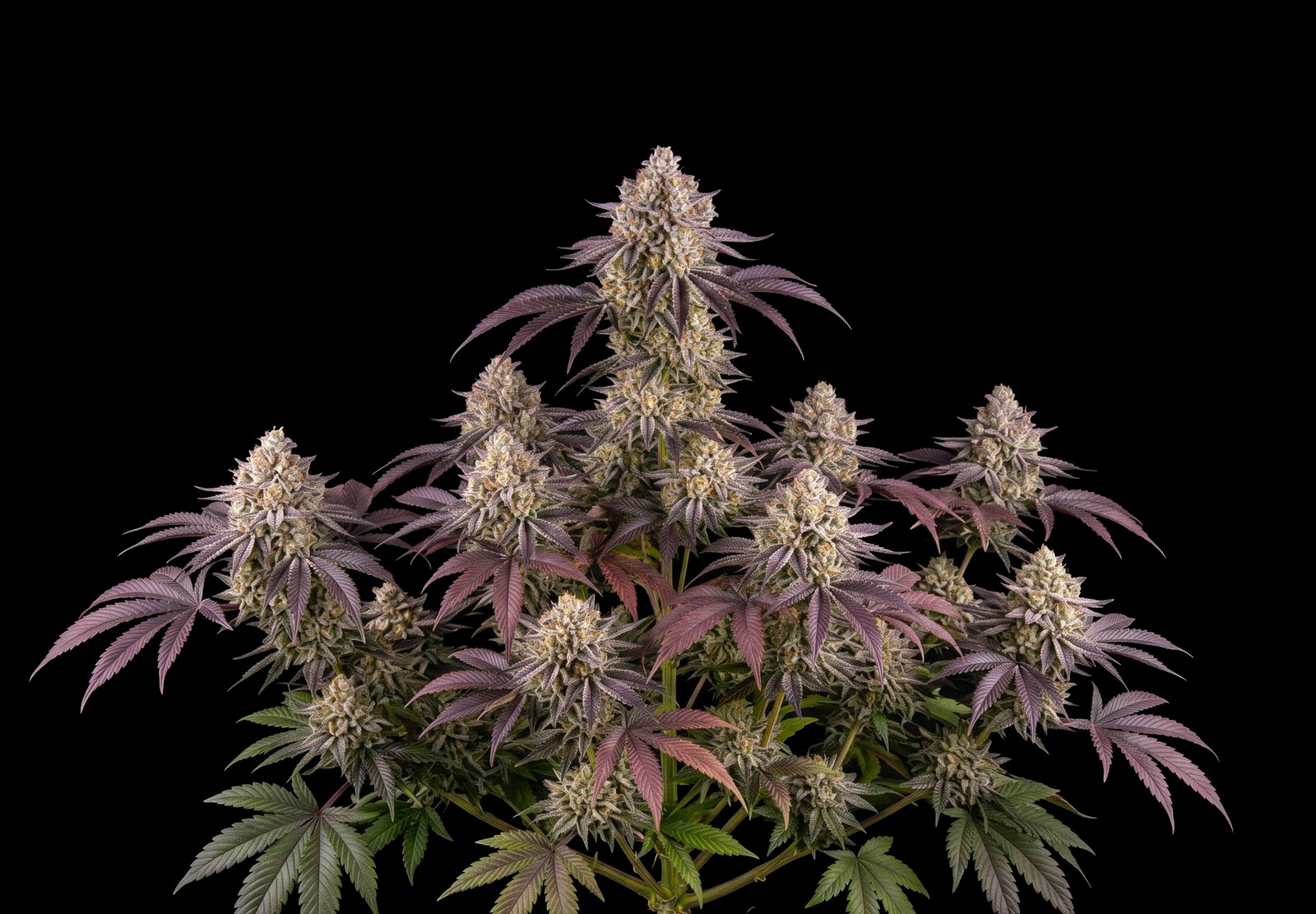 Jack Herer