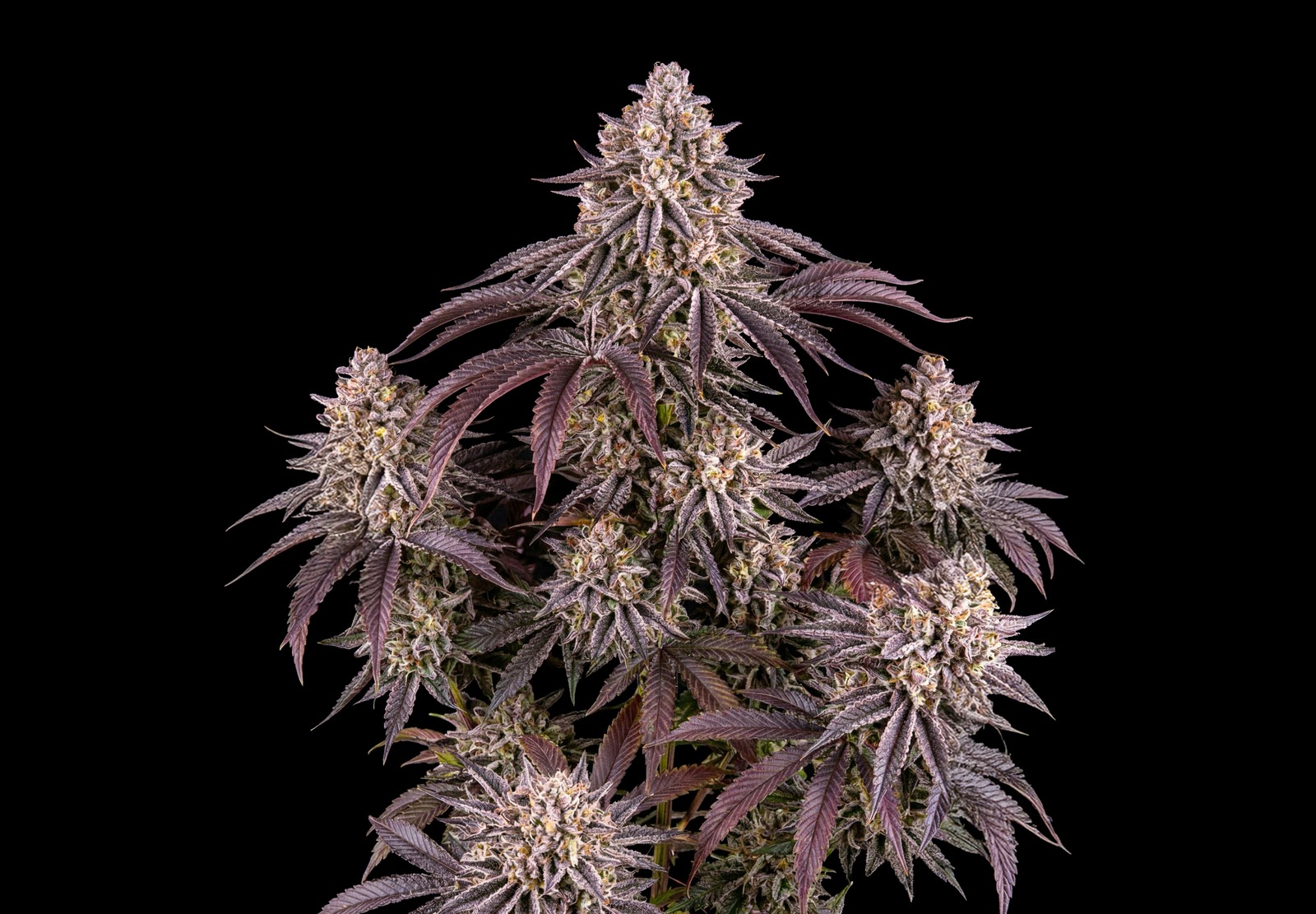Jack Herer