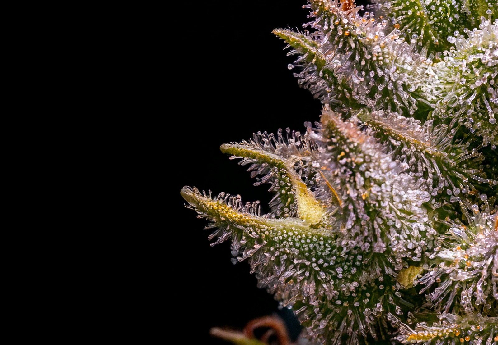 Jack Herer