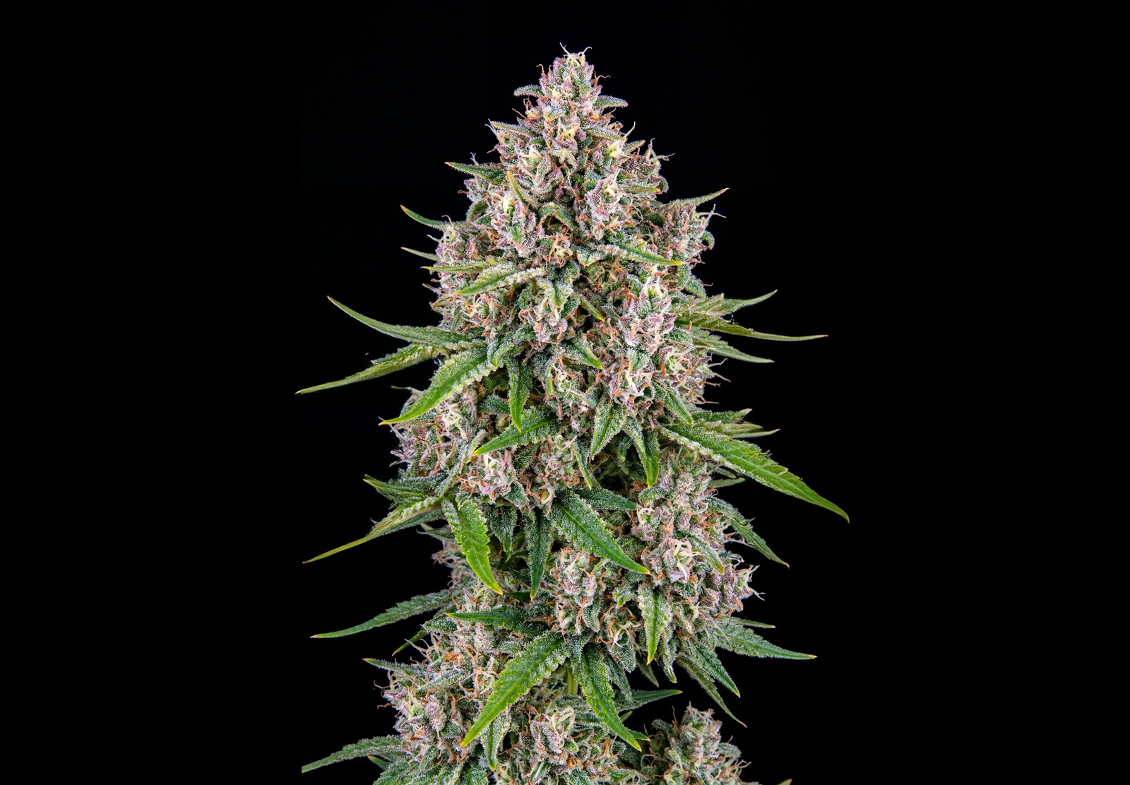 Purple Haze Auto