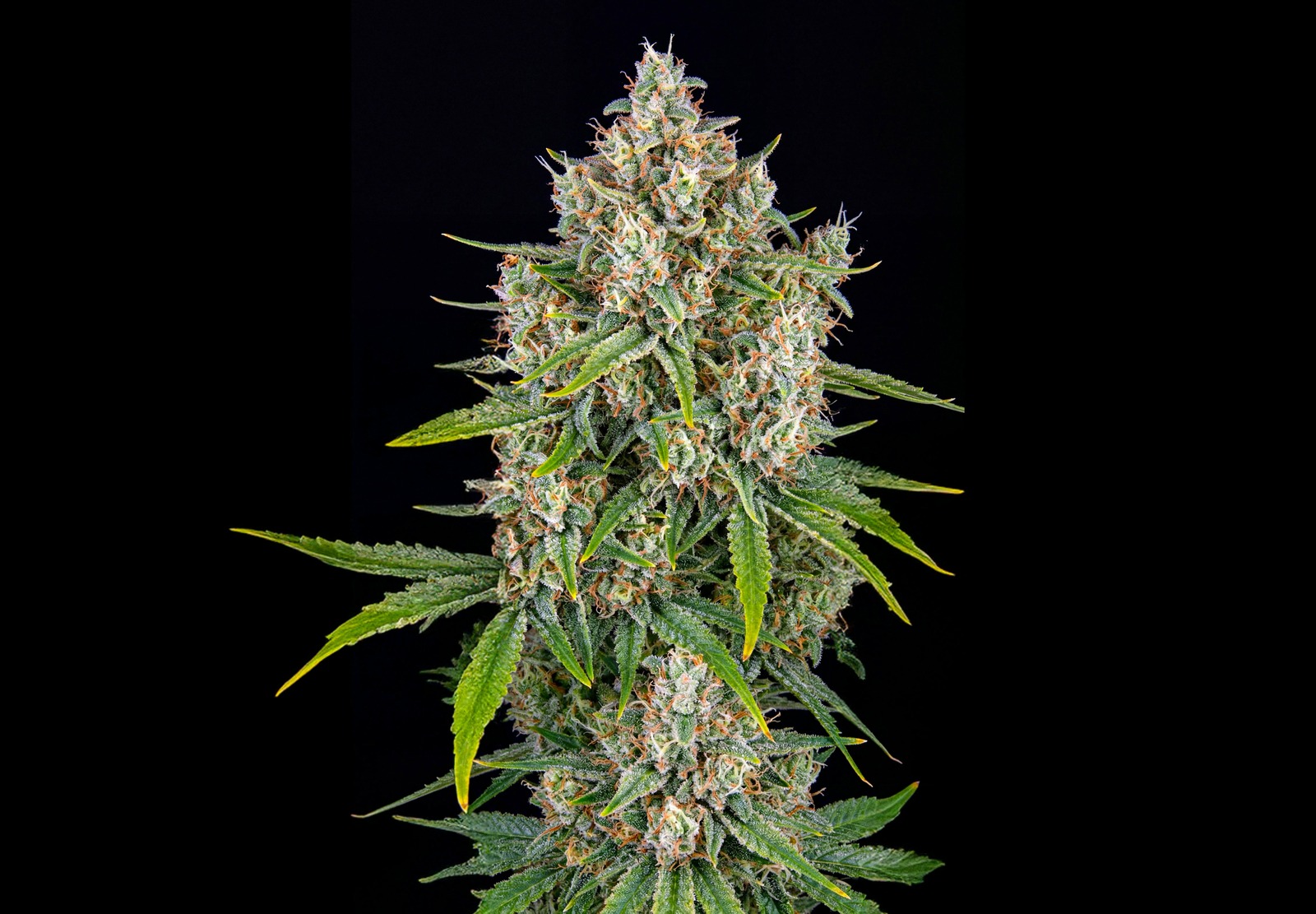 Purple Haze Auto