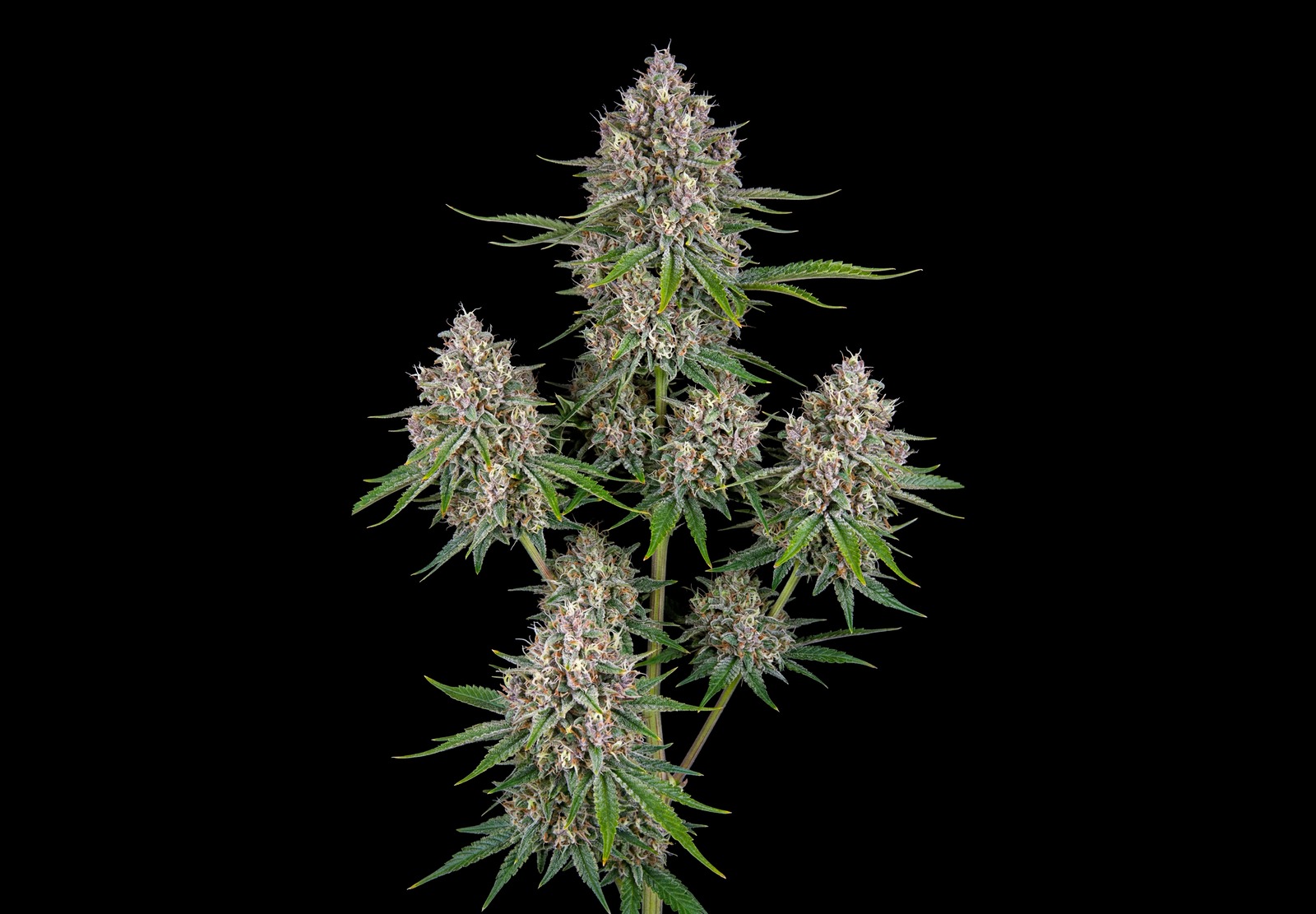 Purple Haze Auto