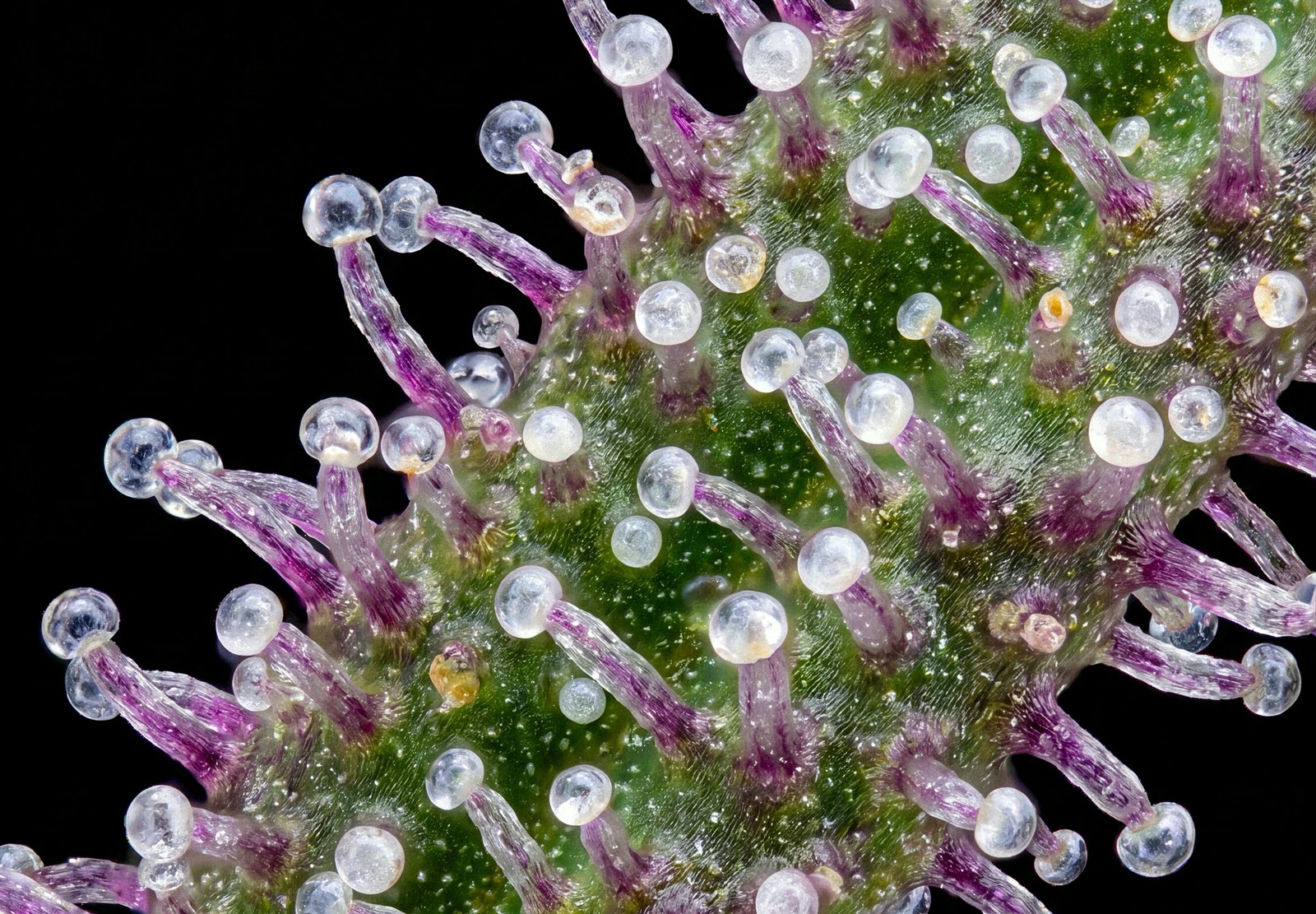 Purple Haze Auto