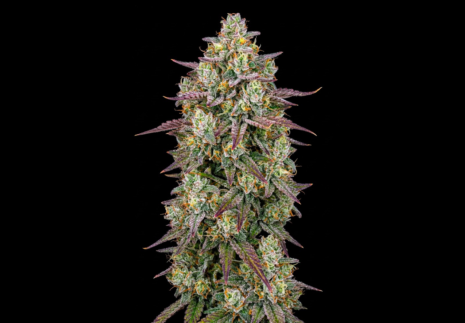 Purple Haze
