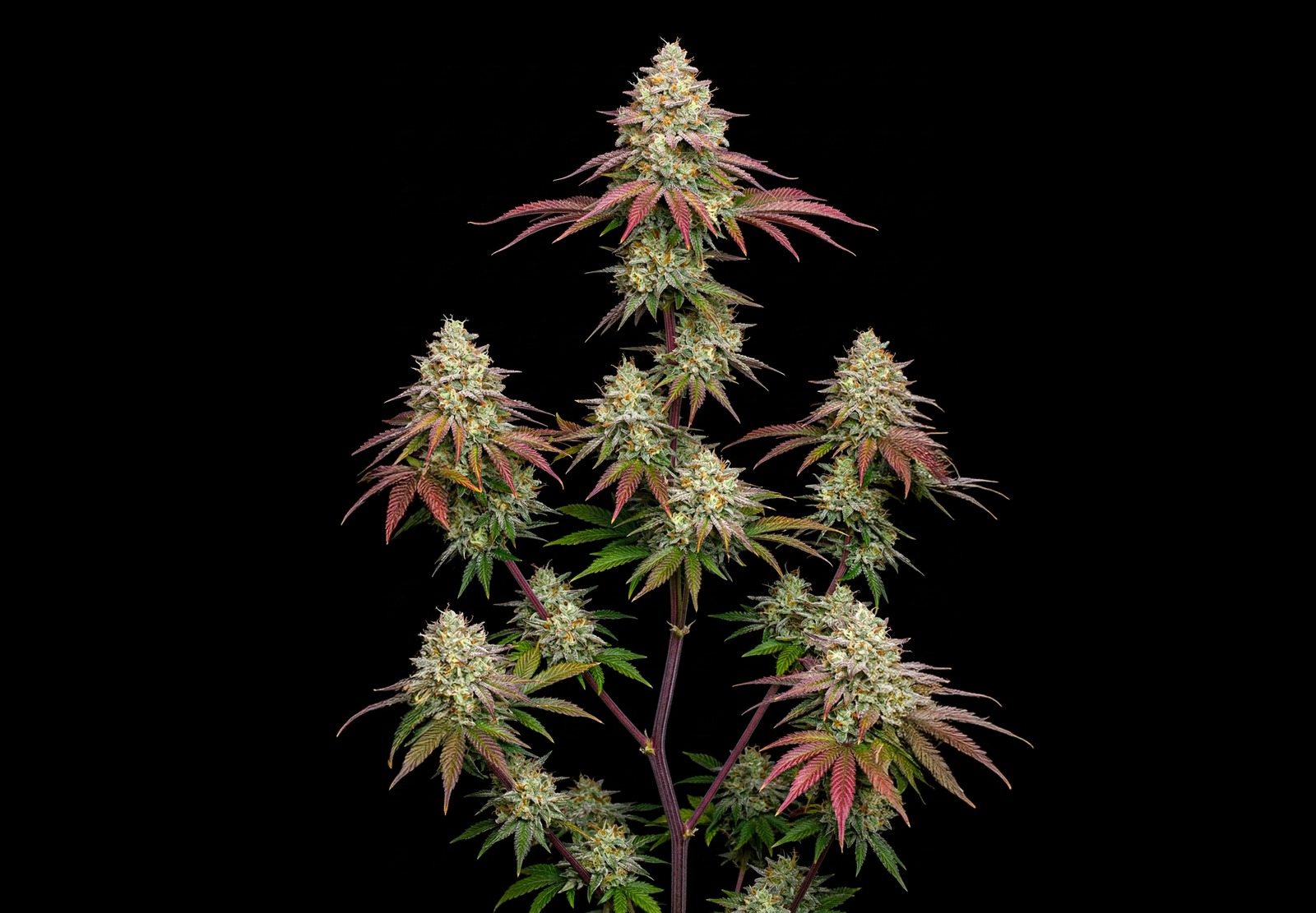 Purple Haze