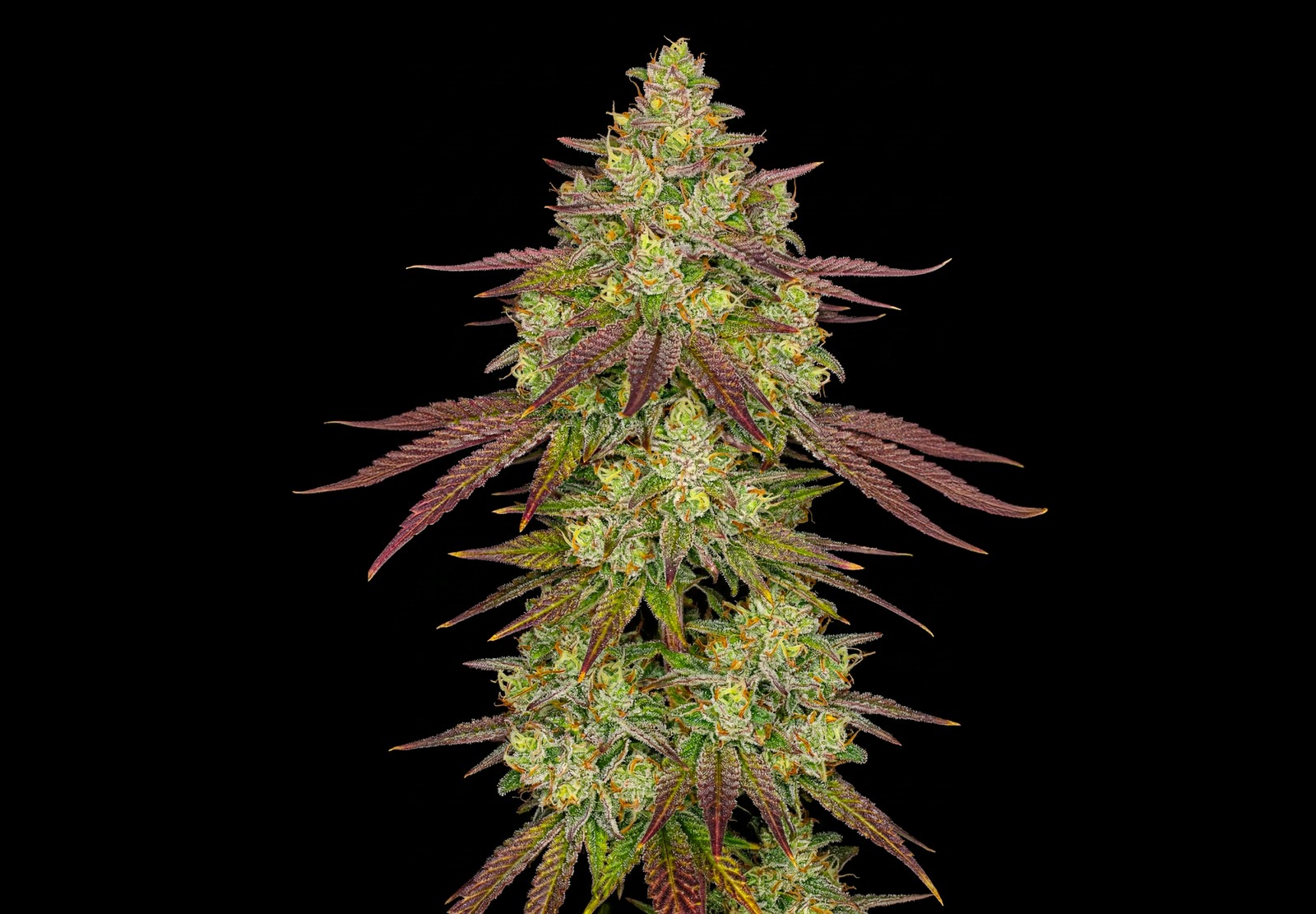 Purple Haze