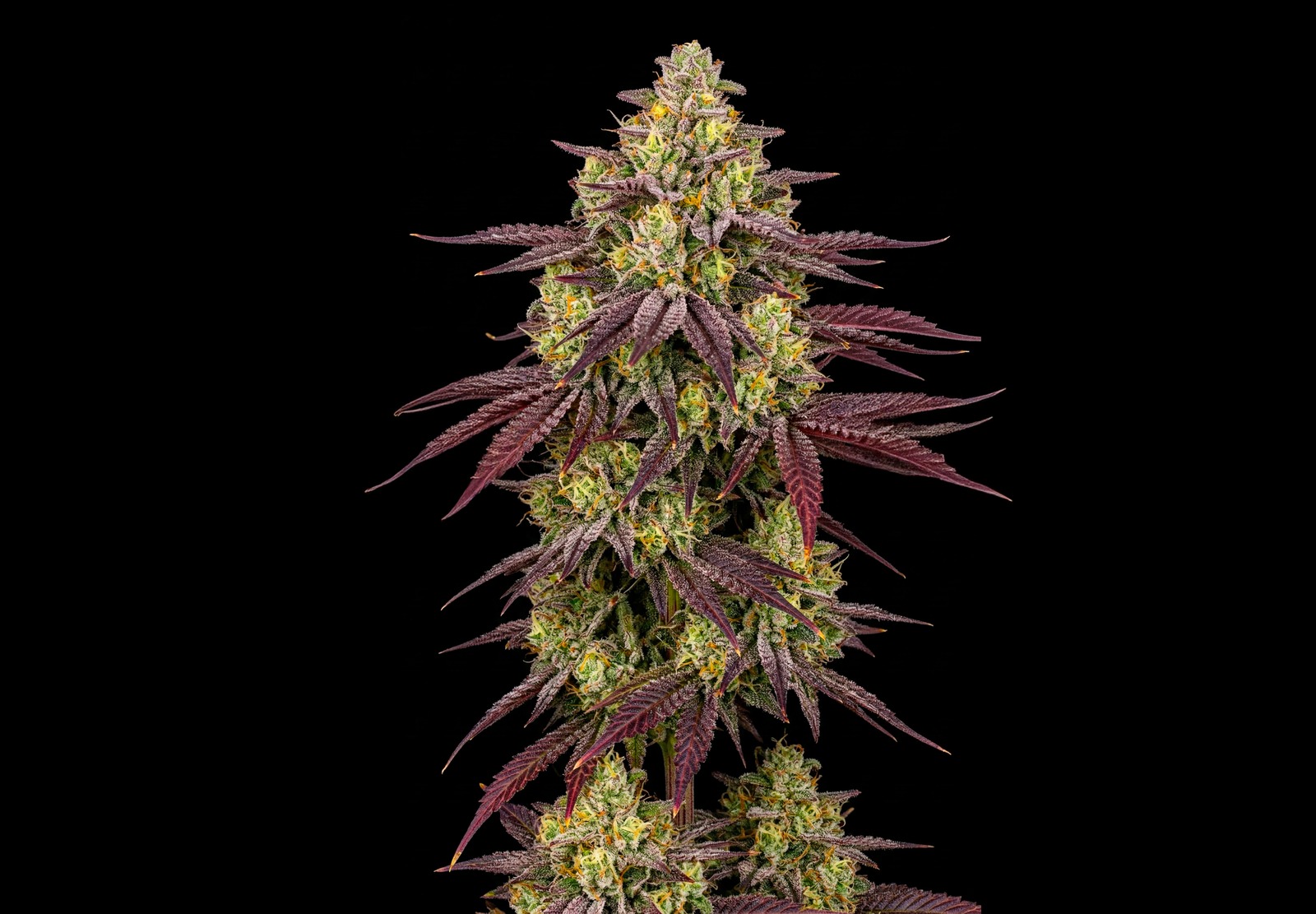 Purple Haze