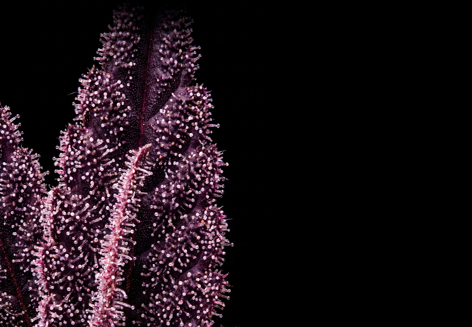 Purple Haze