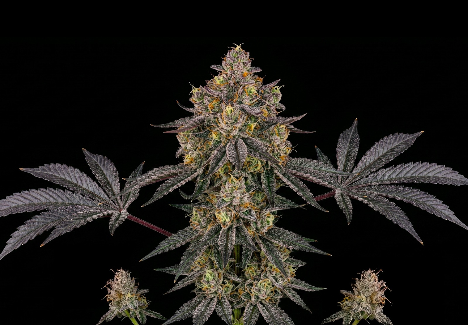 Wedding Cake Auto