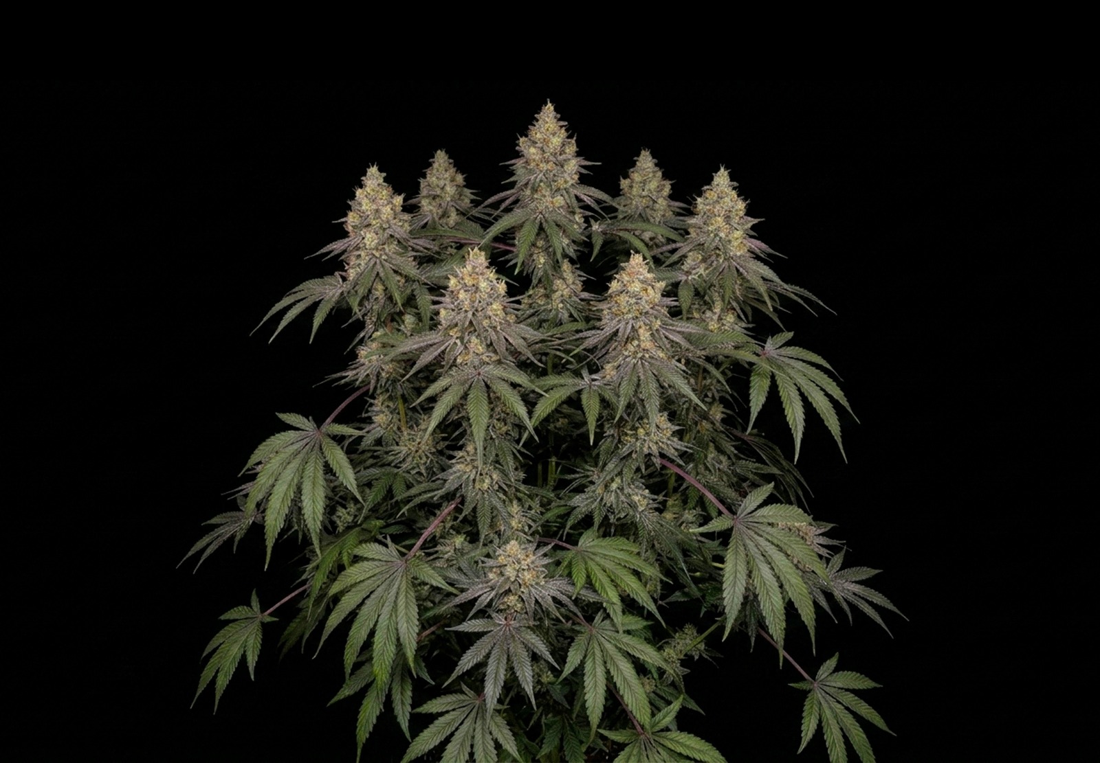 Wedding Cake Auto