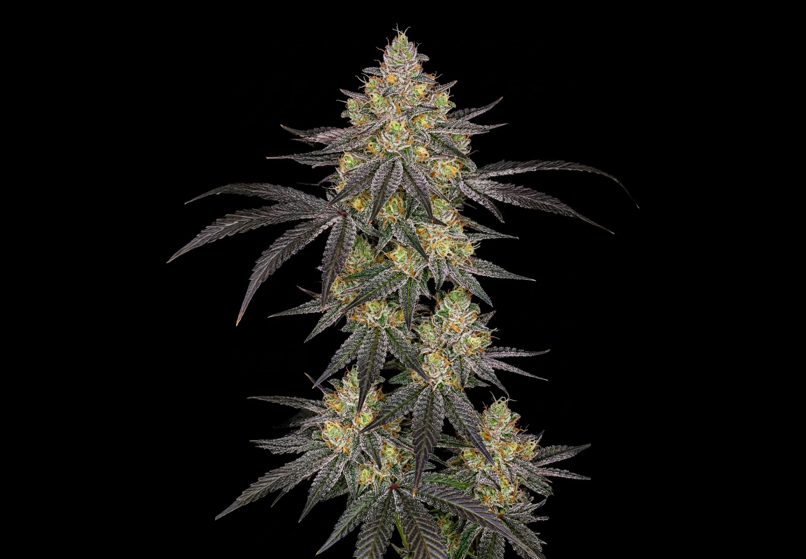 Wedding Cake Auto