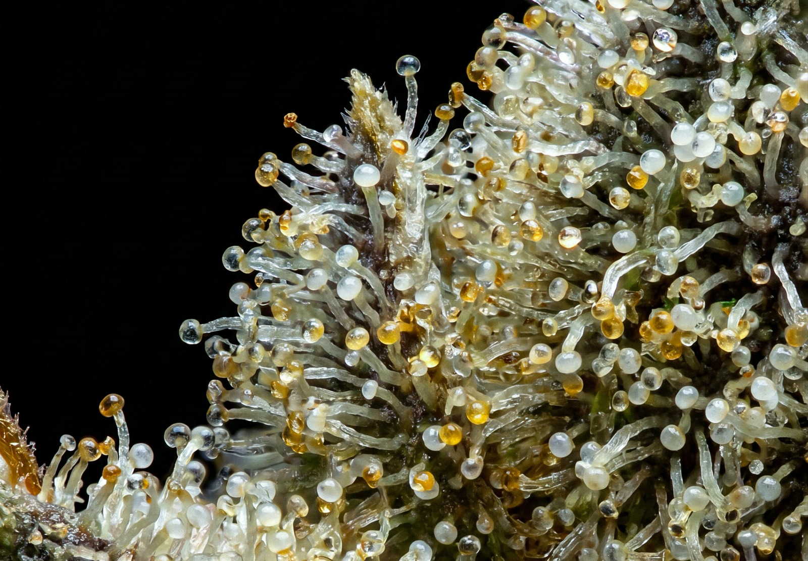 Wedding Cake Auto