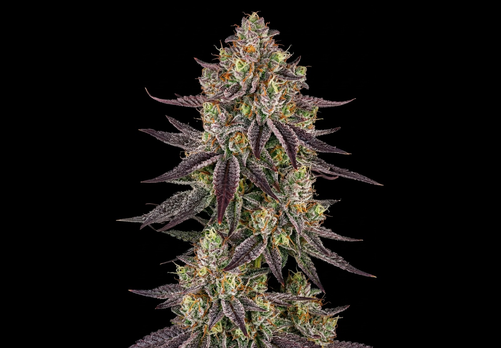 White Widow Auto