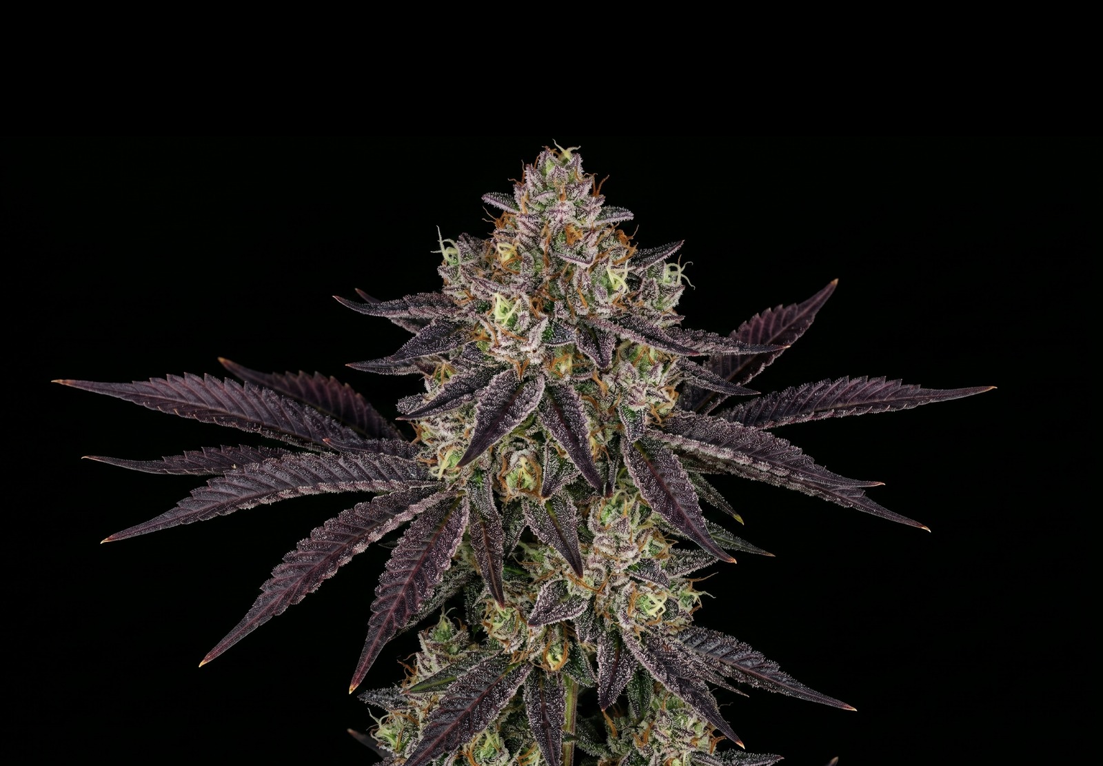 White Widow Auto