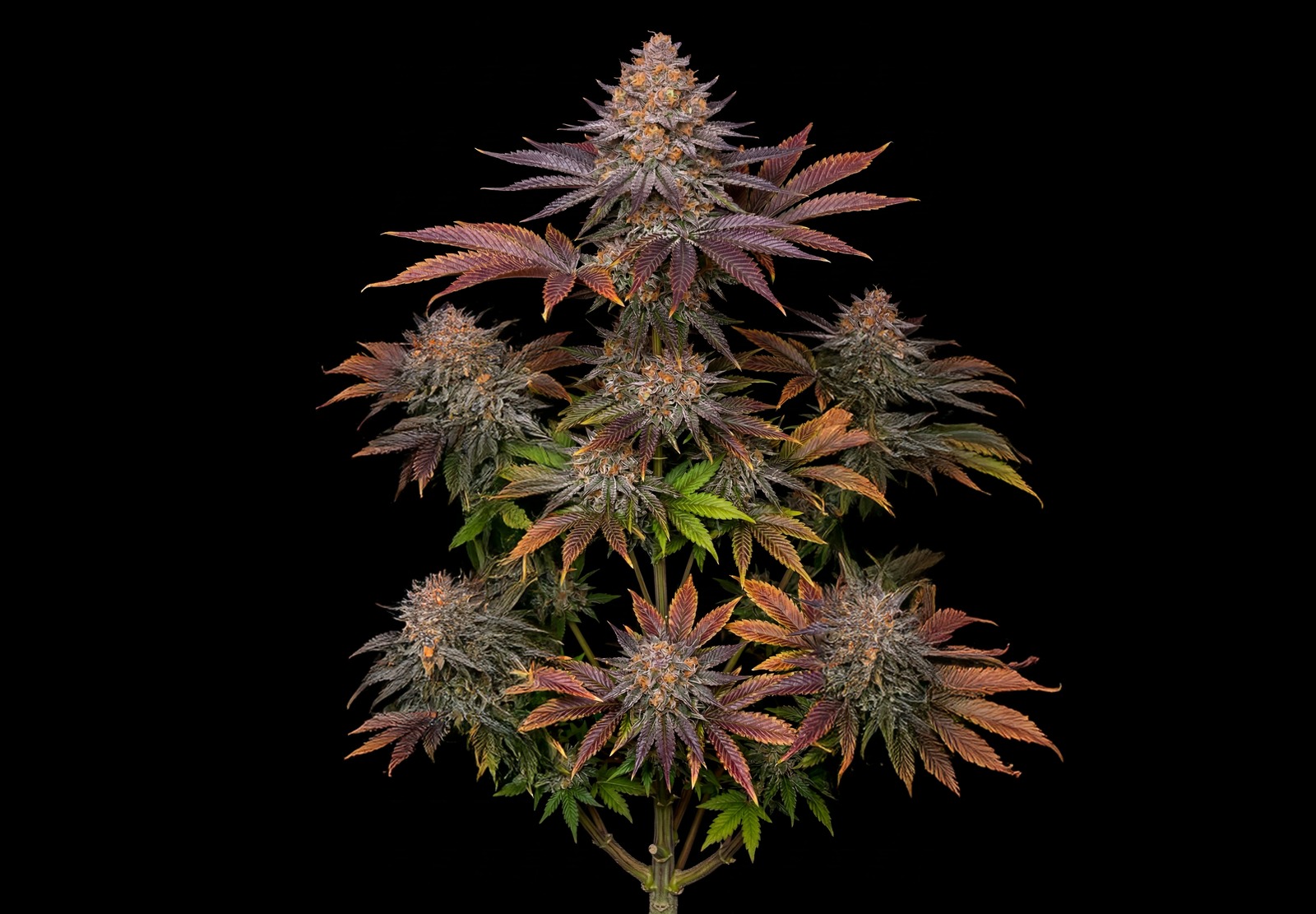 White Widow Auto