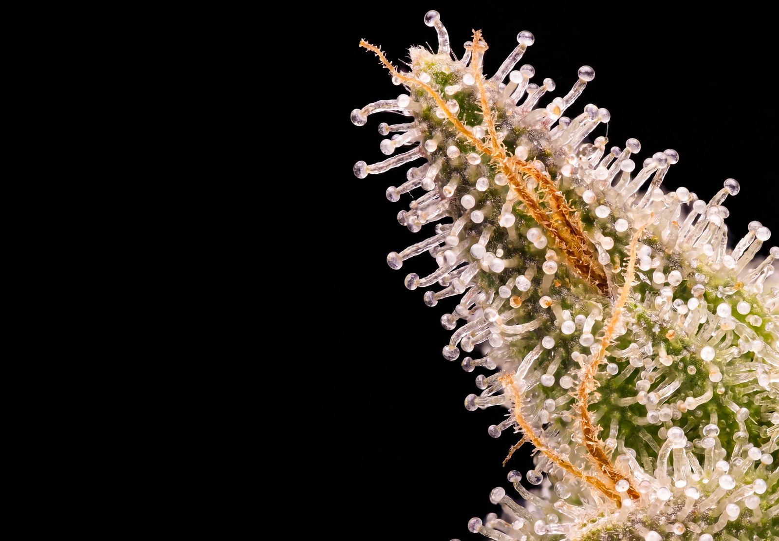 White Widow Auto