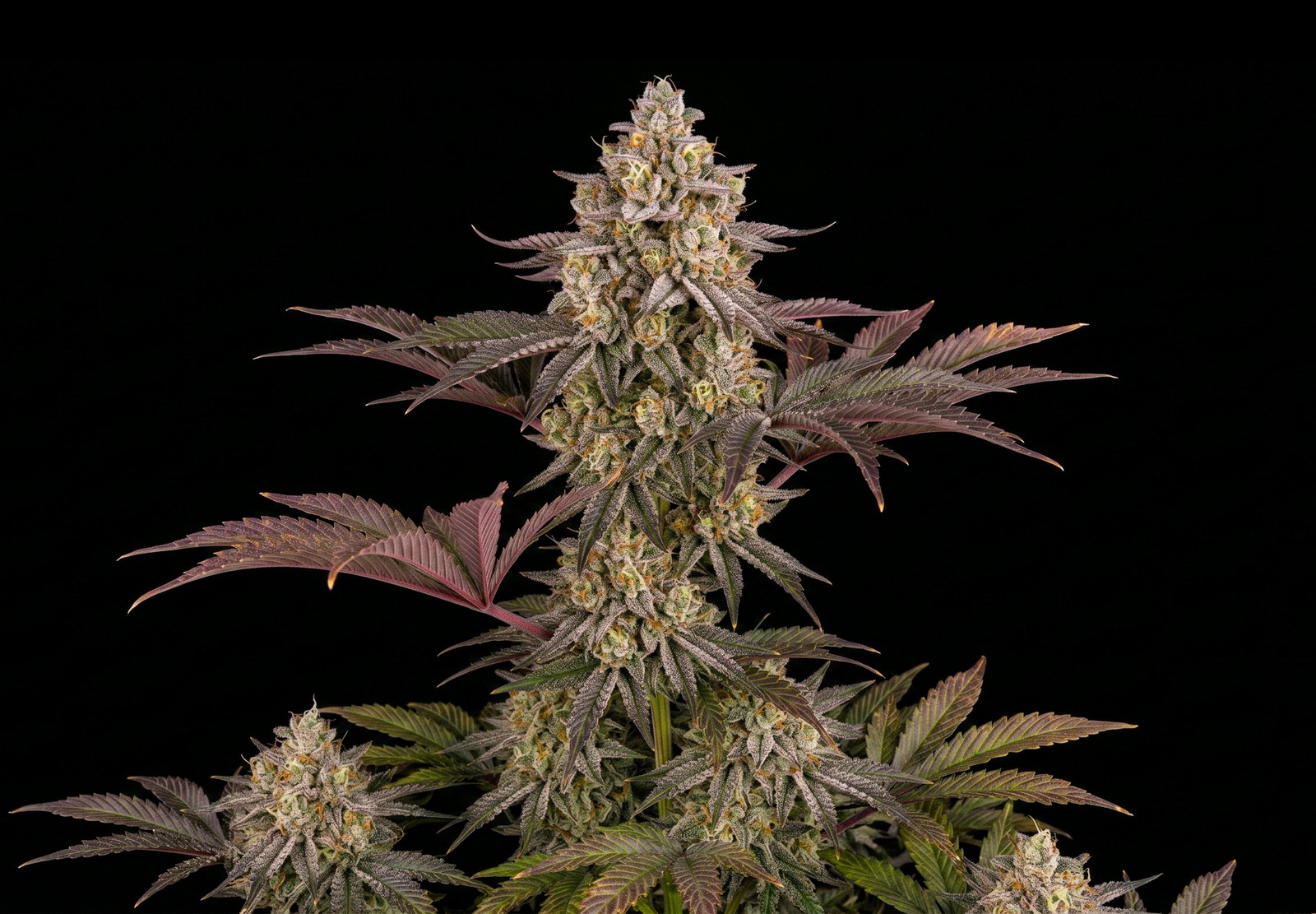 White Widow