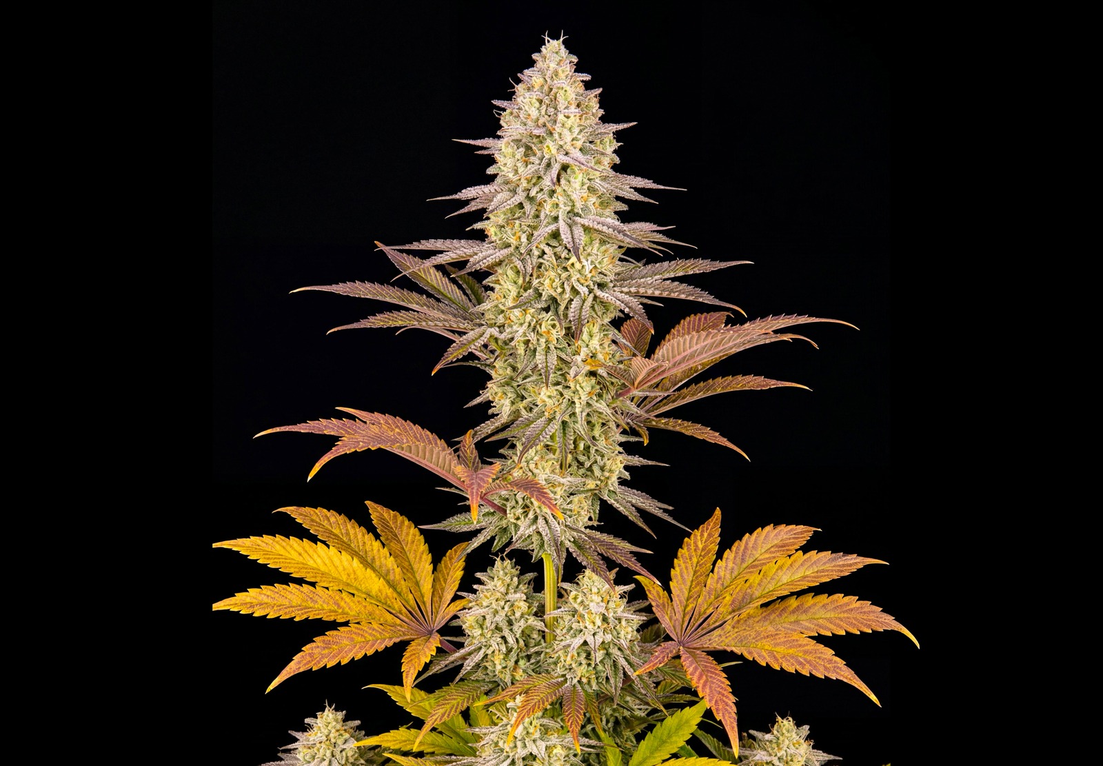 White Widow