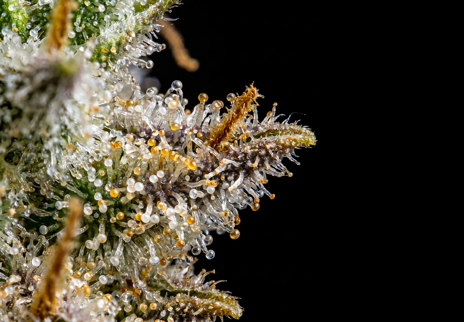 White Widow
